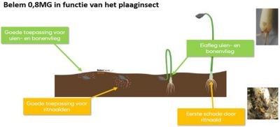 Belem in functie van het plaaginsect